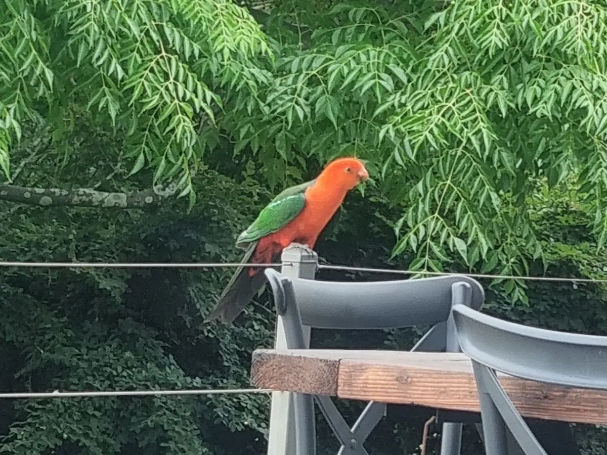 A king parrot on the rail beside the deck